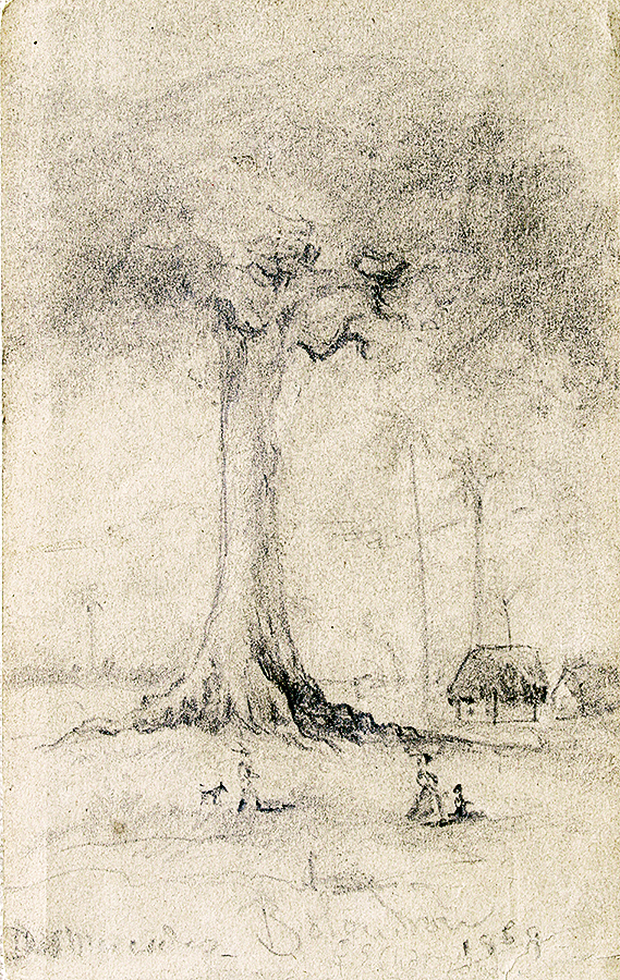 Ceiba Tree in Bolondrn<br>
<i>(Ceiba en Bolondrn)</i> by Esteban Chartrand
